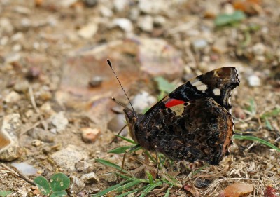 Red Admiral, Chiddingfold Forest, Surrey, 25th June 2017