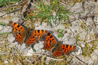 Commas, courting pair, Magdalen Hill Down, Winchester, Hampshire, 5th April 2020