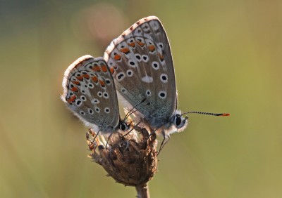 Brown Argus (left) and Adonis Blue (right), Denbies Hillside, Surrey, 14th May 2017