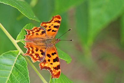 Comma, Lingfield Nature Reserve, 24th July 2016