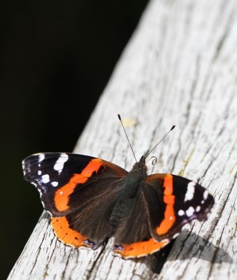 Red Admiral, Winchester, Hampshire, 29th June 2020