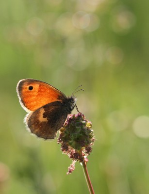 Small Heath, Magdalen Hill Down, Winchester, Hampshire, 25th May 2020