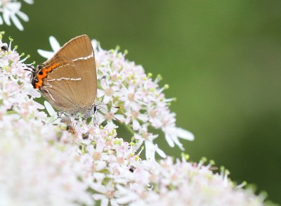 White-letter Hairstreak, female, Yew Hill, Winchester, Hampshire, 3rd July 2020