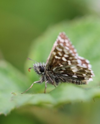 Grizzled Skipper, Wiltshire, 27th May 2017