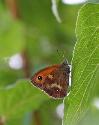 Gatekeeper, Winchester, Hampshire, 11th July 2020