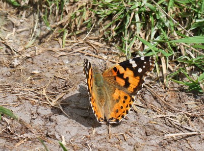 Painted Lady, Wiltshire, 27th May 2017