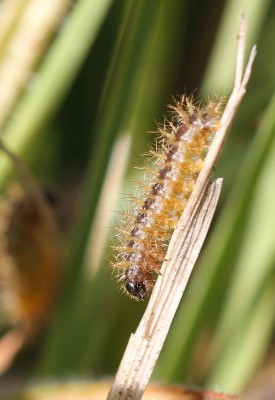 2nd instar Marsh Fritillary larvae, Hampshire, July 2020