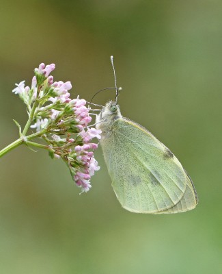 Large White, female, West Wood, Winchester, 5th July 2020