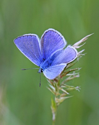 Common Blue, male, Grants Moor Path, Farnborough, Hampshire, 26th May 2017