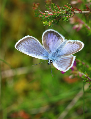 Silver Studded Blue, male, Fairmile Common, Surrey, 18th June 2016