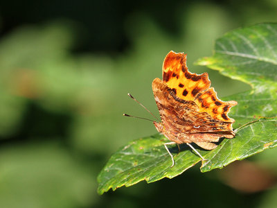 Comma, Lingfield Nature Reserve, 18th July 2016