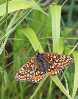 Marsh Fritillary, female, Wiltshire, 27th May 2017