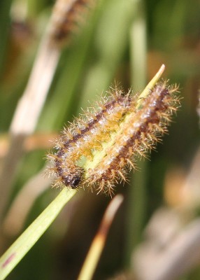 2nd instar Marsh Fritillary larvae, Hampshire, July 2020