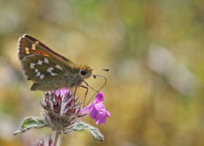 Silver-spotted Skipper, Broughton Down, Hampshire, 6th August 2020