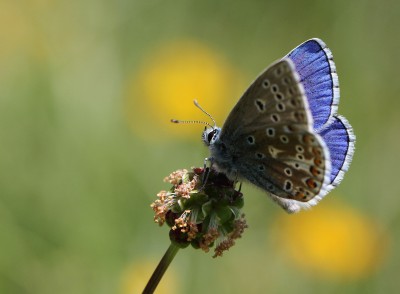 Adonis Blue, male, Winchester, Hampshire, 20th May 2020