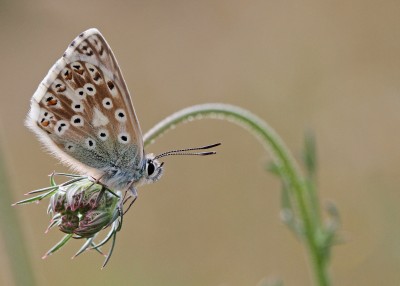 Chalk Hill Blue, Magdalen Hill Down, Winchester, Hampshire, 17th July 2020