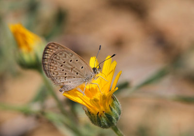 African Grass Blue, Los Romanes, Spain, 27th May 2016
