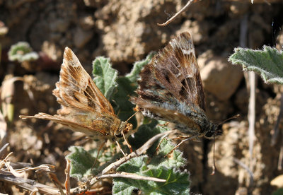 Mallow Skipper, female (left) and male (right), Los Romanes, Spain, 25th May 2016