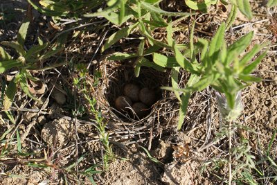 Unknown bird's nest, Los Romanes, Spain, 25th May 2016