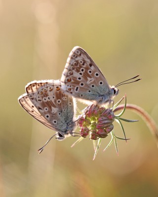 Chalk Hill Blue, two males, Magdalen Hill Down, Winchester, Hampshire, 28th July 2020