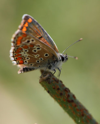 Southern Brown Argus, male, Los Romanes, Spain, 25th May 2016