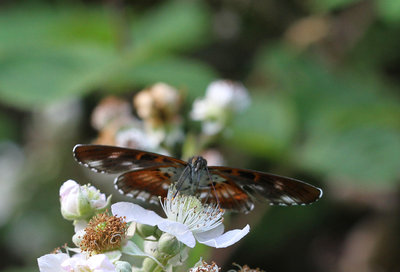 White Admiral, Alice Holt Forest, Hampshire, 3rd July 2019