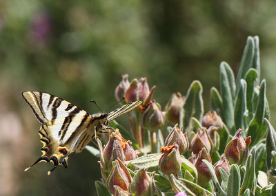 Scarce Swallowtail, Alto del Navazo, Alhama de Granada, Spain, 26th May 2016