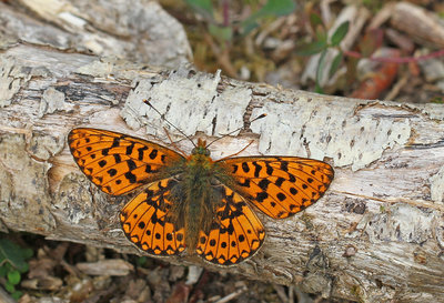 Pearl Bordered Fritillary, male, Rewell Wood, West Sussex, 6th May 2017