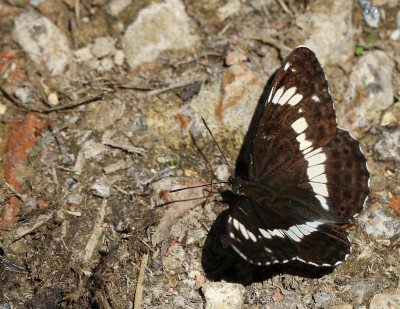 White Admiral, Chiddingfold Forest, Surrey, 25th June 2017