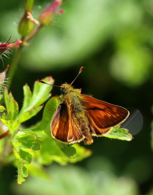 Large Skipper, male, Wiltshire, 27th May 2017