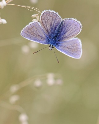 Common Blue, Magdalen Hill Down, Winchester, Hampshire, 31st August 2020