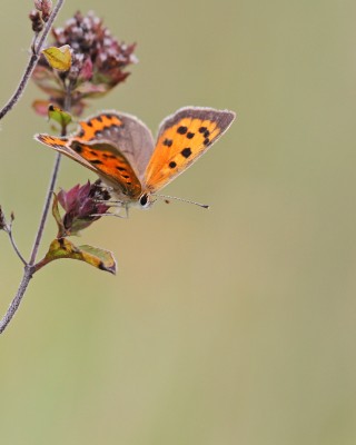 Small Copper, female, Magdalen Hill Down, Winchester, Hampshire, 6th September 2020