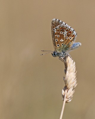Adonis Blue, male, Winchester, Hampshire, 11th August 2020