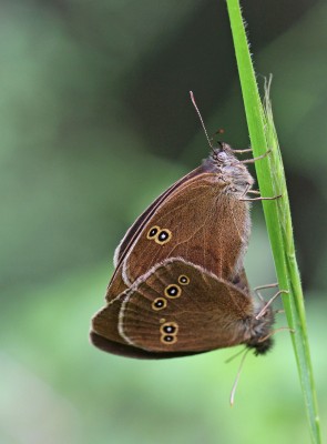 Ringlet, mating pair, Chiddingfold Forest, Surrey, 25th June 2017