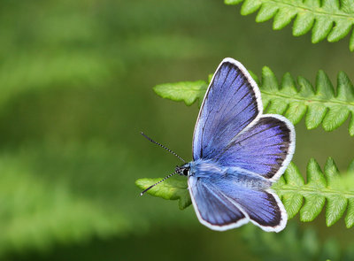 Silver Studded Blue, male, Fairmile Common, Surrey, 18th June 2016