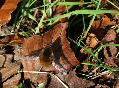 Dark-edged Bee-fly, (Bombylius major), Sheepleas, Surrey, 25th March 2017