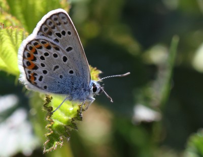 Silver-studded Blue, male, Dawney's Hill, Pirbright, Surrey, 10th June 2017