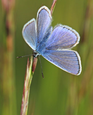 Common Blue, male, Denbies Hillside, Surrey, 13th May 2017