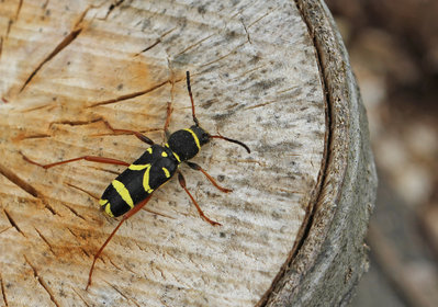 Wasp Beetle, Rewell Wood, West Sussex, 6th May 2017