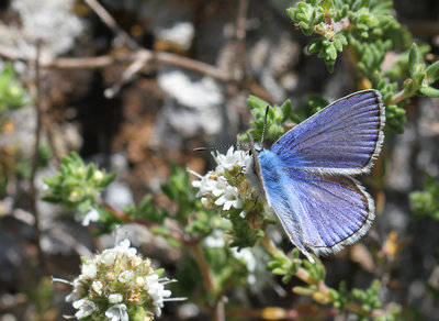 Common Blue, male, Ventas de Zafarraya, Spain, 26th May 2016