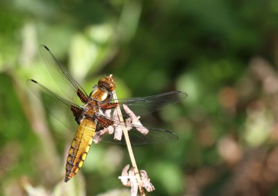 Broad-bodied Chaser, female, Bentley Wood, Wiltshire, 27th May 2017