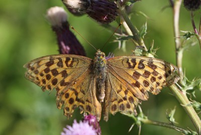 Silver-washed Fritillary, female, Sheepleas, Surrey, 6th August 2017