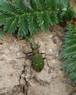 Green Tiger Beetle, Rewell Wood, West Sussex, 6th May 2017