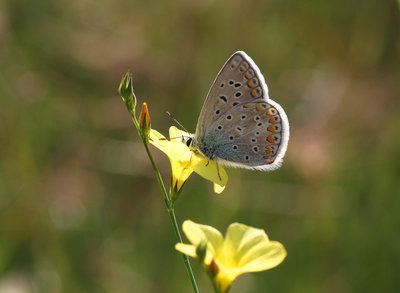 Common Blue, Los Romanes, Spain, 27th May 2016