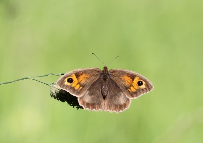 Meadow Brown, female, Crab Wood, Winchester, Hampshire, 16th June 2020