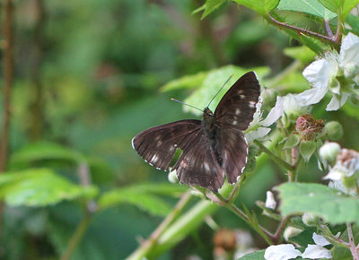 White Admiral, Alice Holt Forest, Hampshire, 3rd July 2019