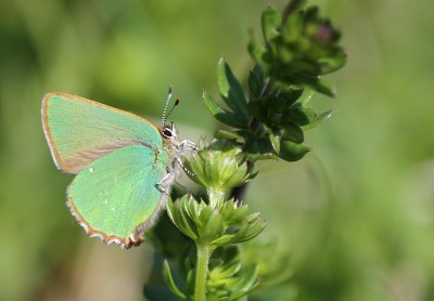 Green Hairstreak, female, Magdalen Hill Down, Winchester, Hampshire, 7th May 2020