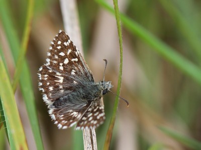 Grizzled Skipper, Wiltshire, 27th May 2017