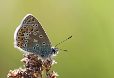 Common Blue, male, Denbies Hillside, Surrey, 14th May 2017