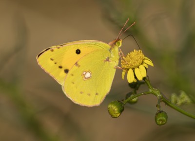 Clouded yellow.jpg